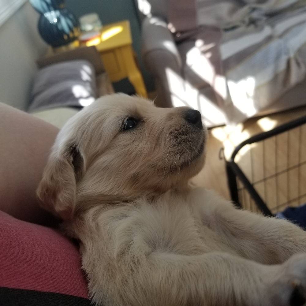 Meet your Posher, Chris